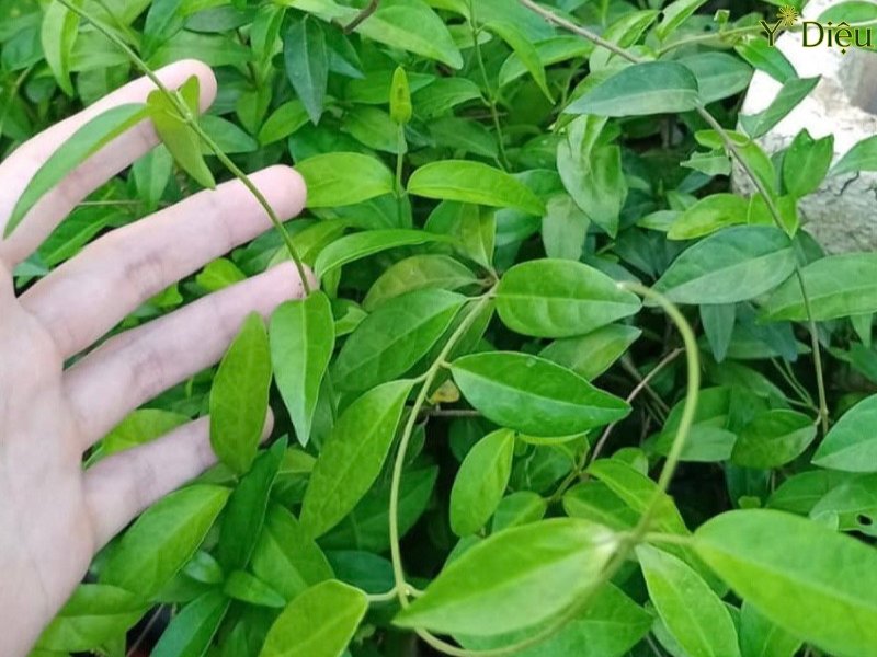 Hình Ảnh Cây Thìa Canh Giúp Dễ Dàng Nhận Biết Trong Tự Nhiên
